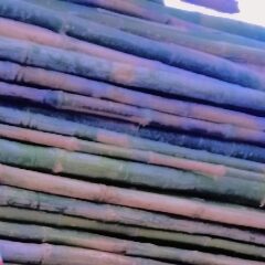 Olydia Bamboo Enterprise